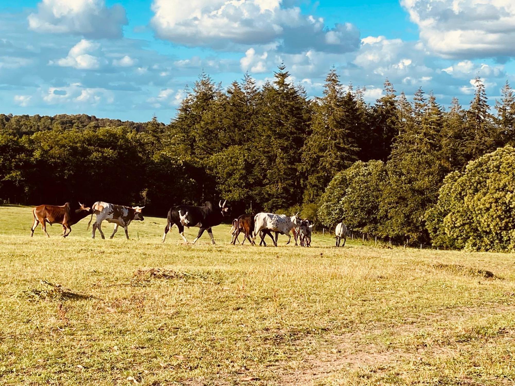 Escapade Dans Un Ranch Apartman Le Sourn Kültér fotó